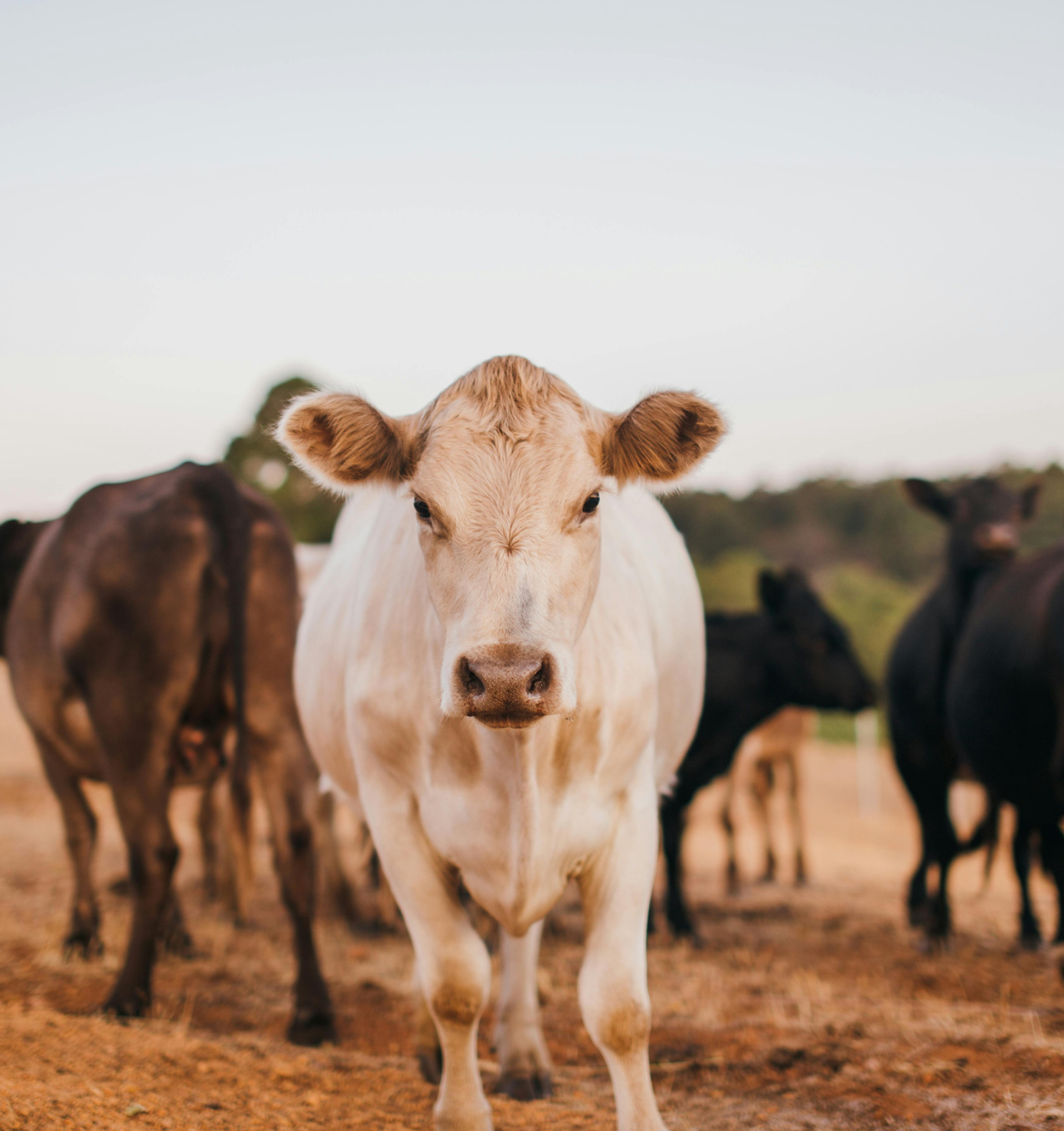 Picture of a cow looking at you