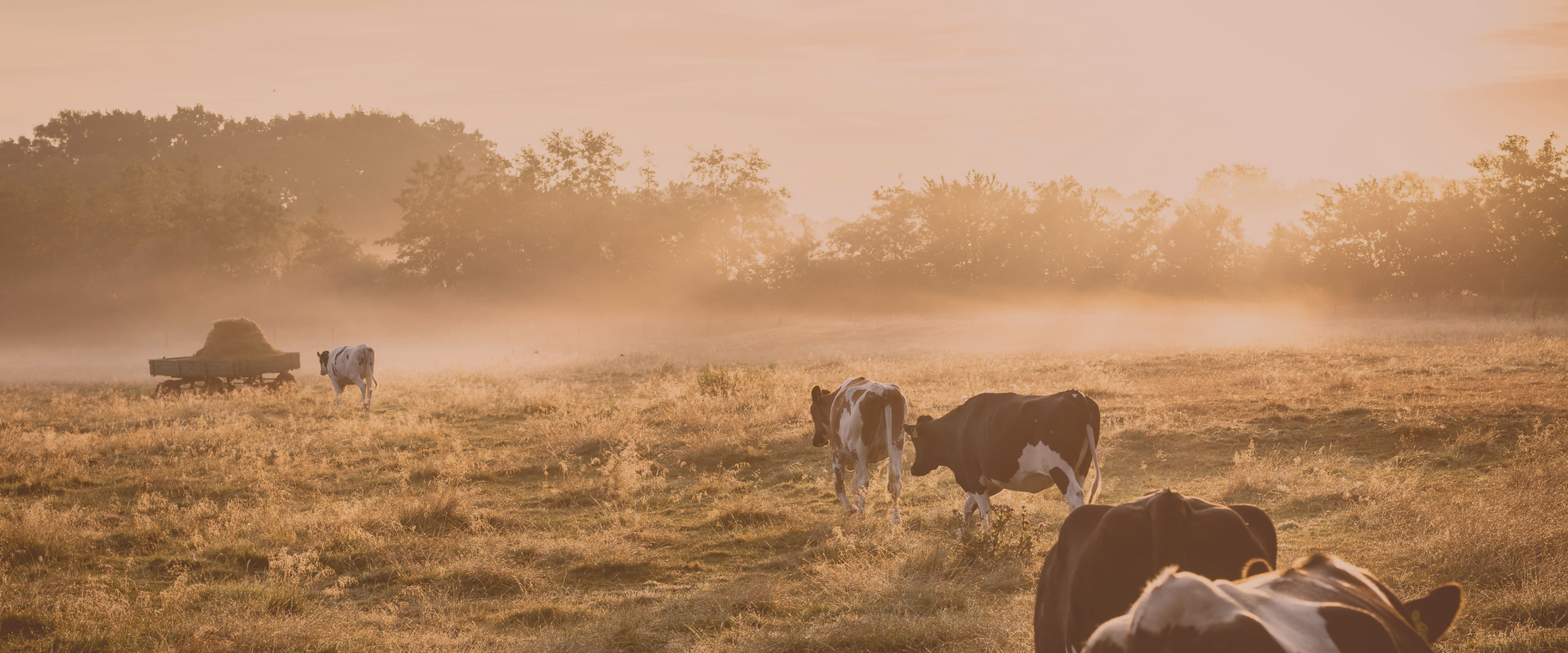 A picture of a farm with several cows