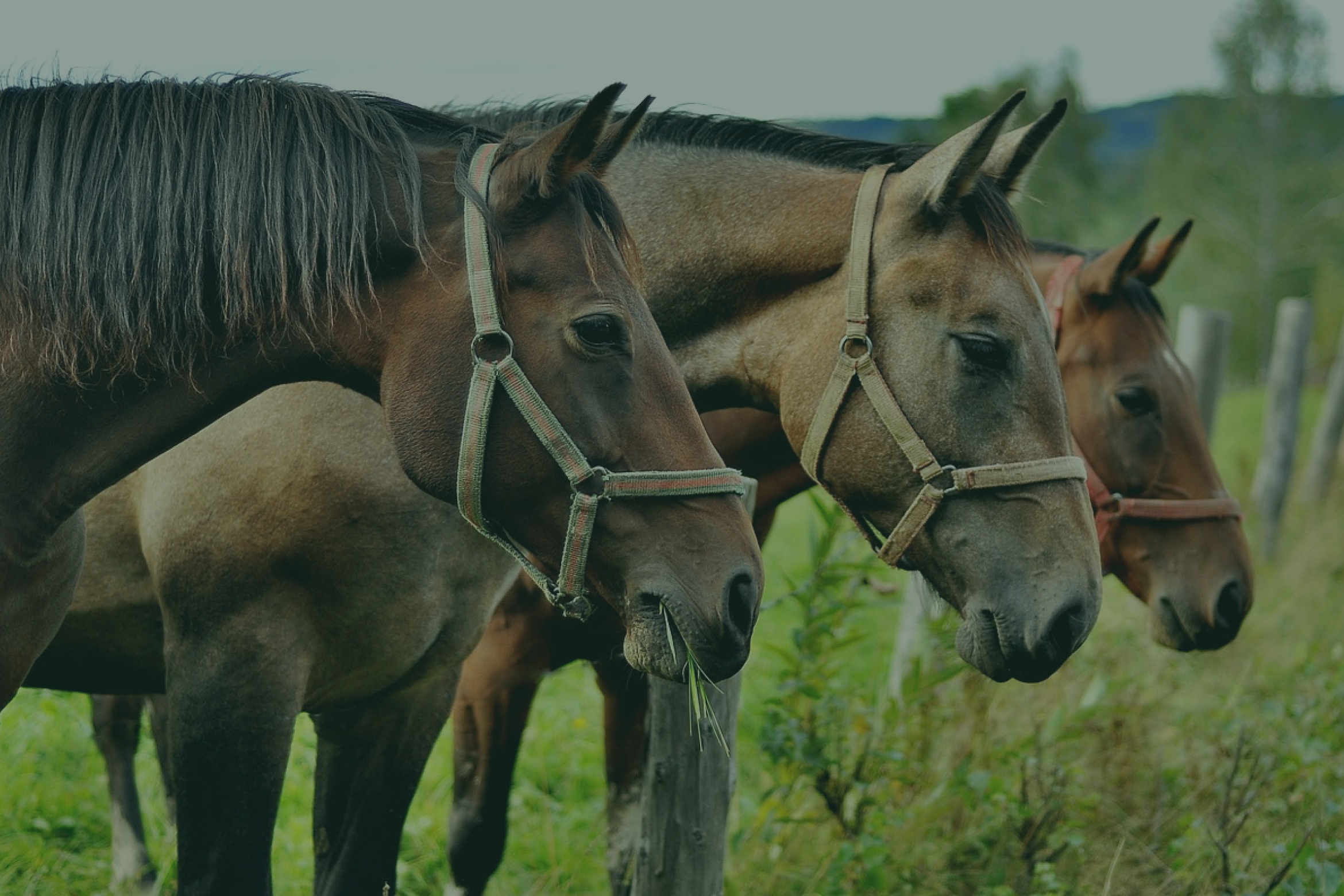 3 sad horses looking down