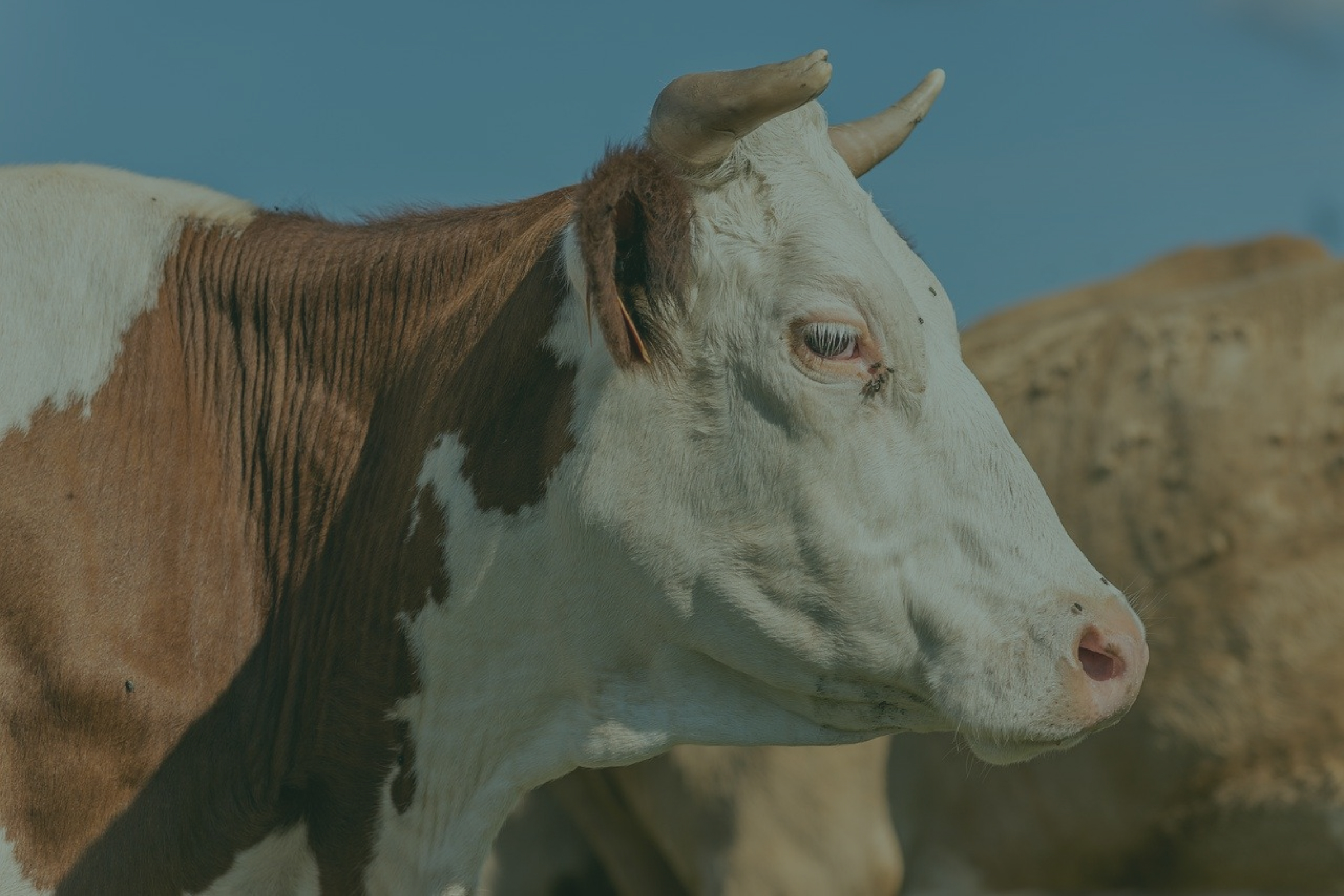 a sad white with brown cow