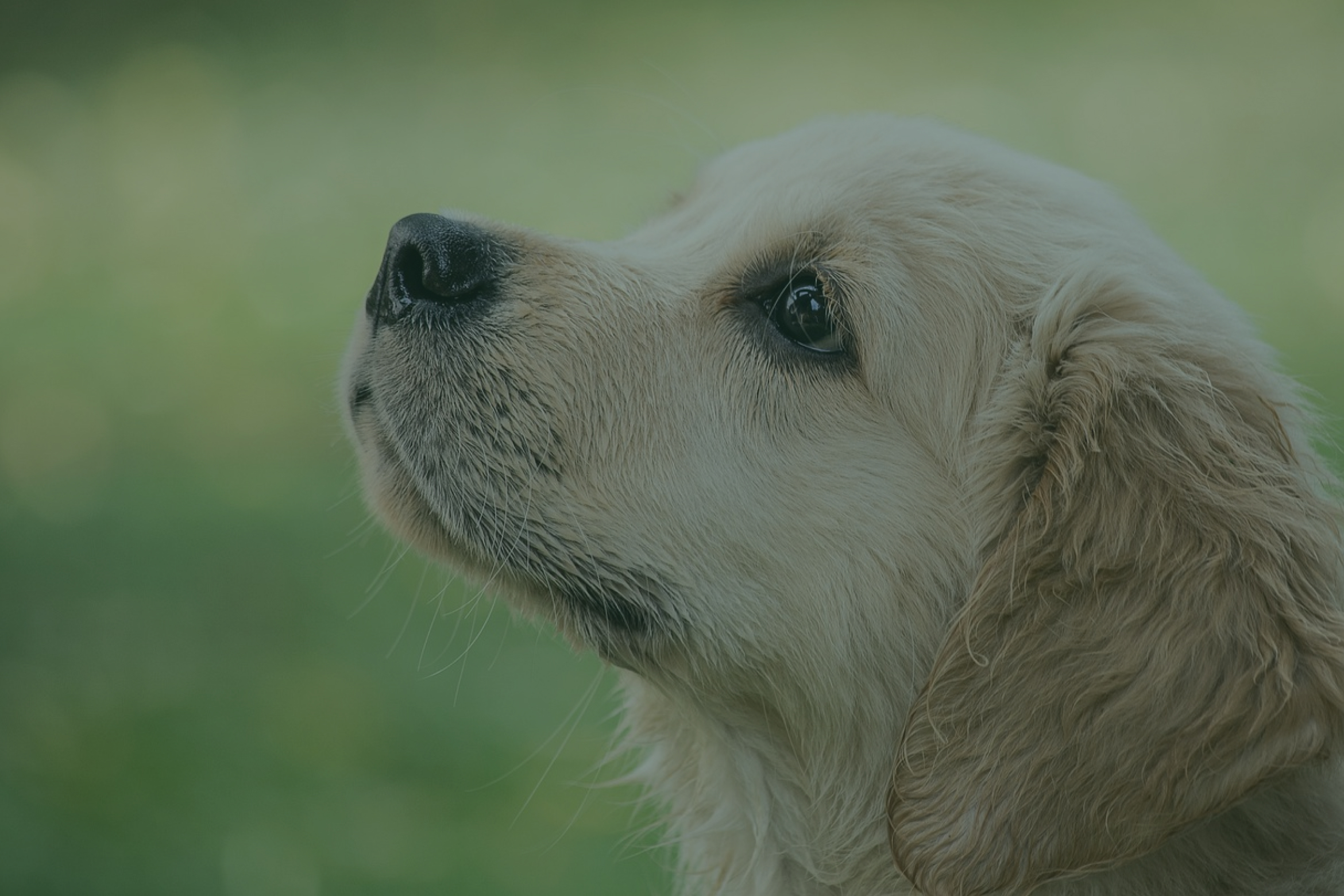 sad white dog starring into the sky