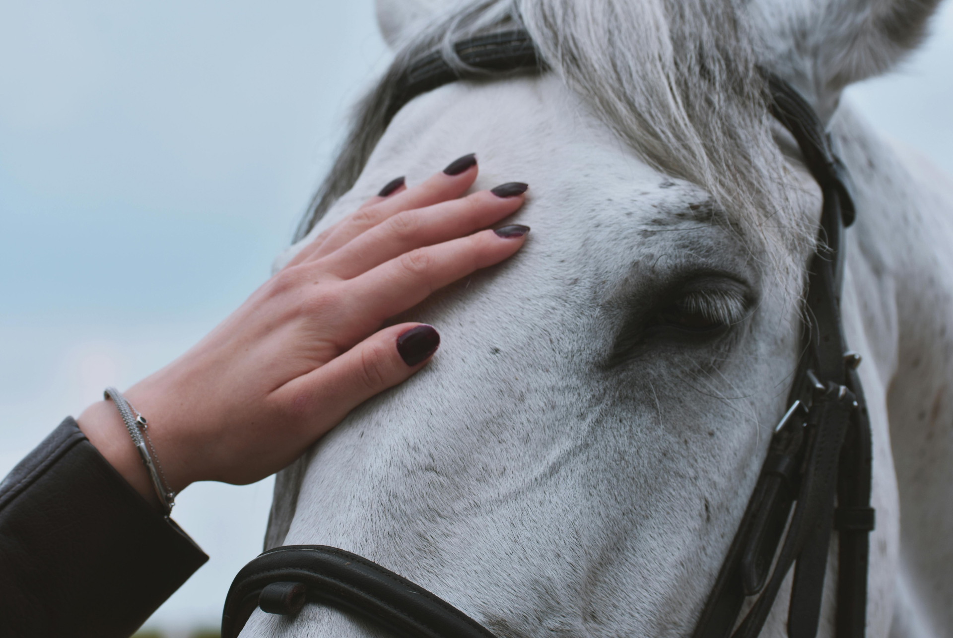 Girl placeing her hand on a white horse's head, praying for him