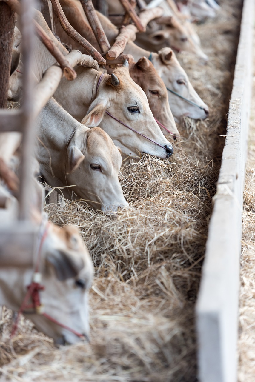 many cows eating